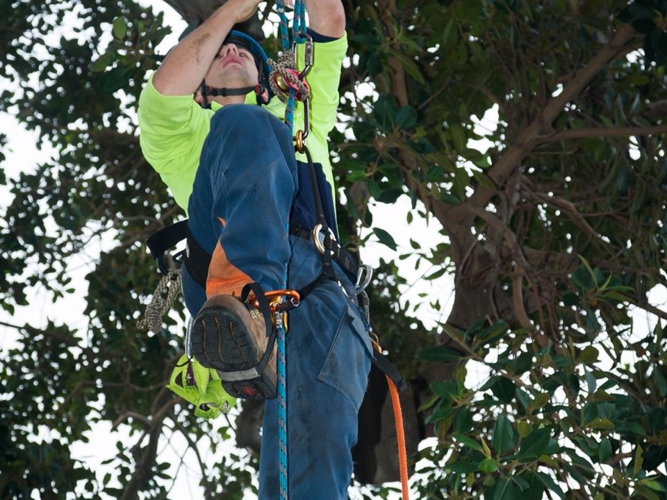 Qualified arborist working in a mature tree during a risk assessment in Hampshire