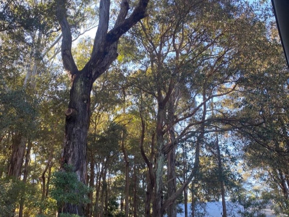 Mature trees in Hampshire parkland with a property visible in the background